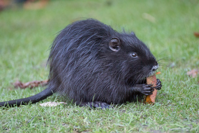 715040 original R by CharlieBr pixelio.de